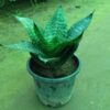 Snake Plant Dwarf