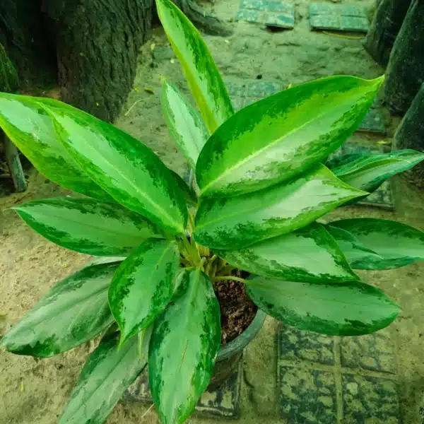 Aglaonema Silver Queen