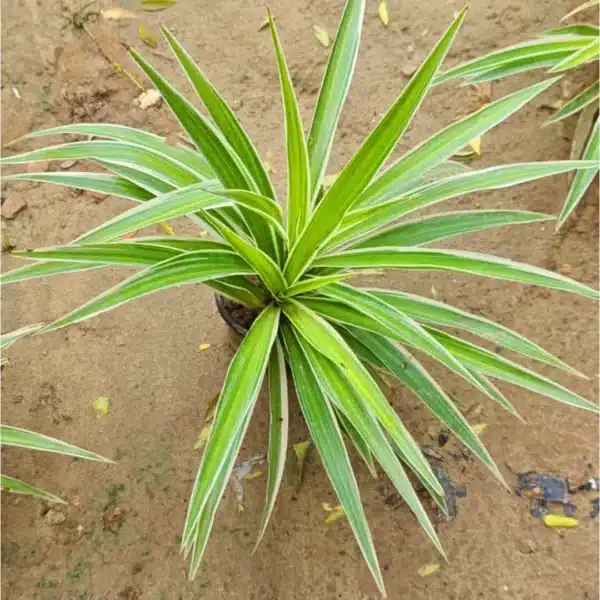Spider Plant – Easy-Care Air-Purifying Indoor Plant - Image 2