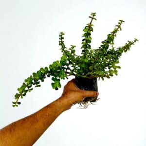 Jade Plant