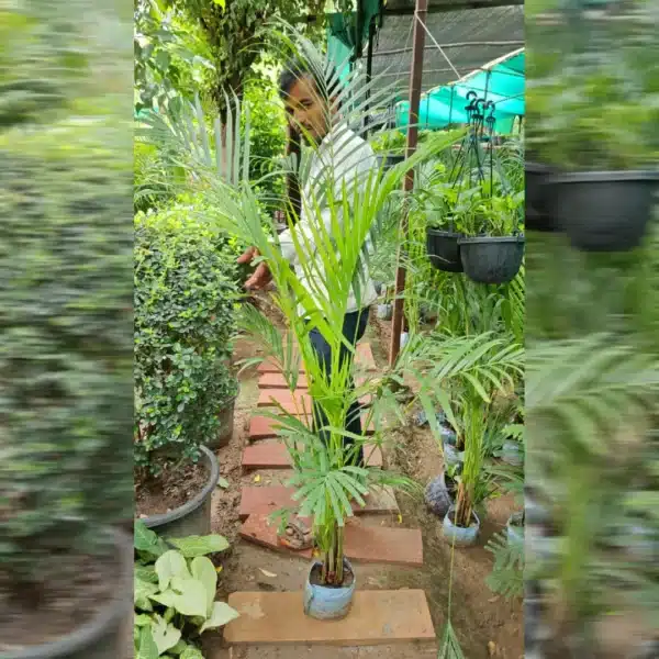 Areca Palm