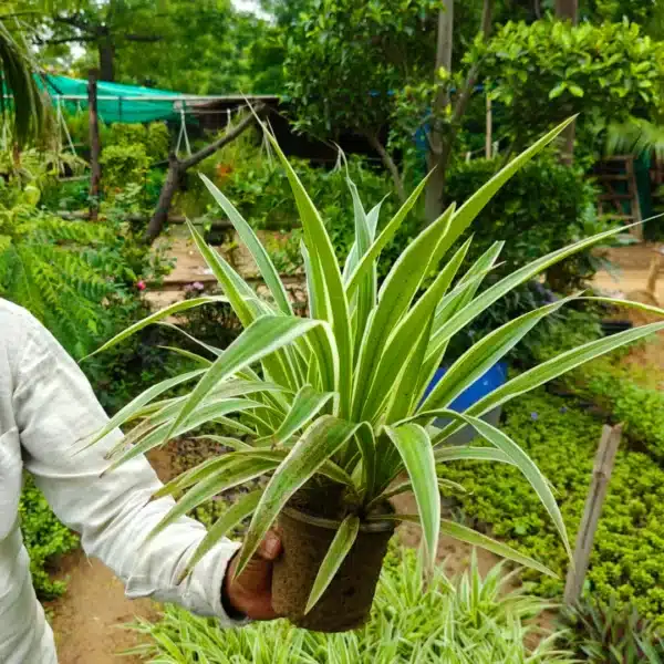 spider plant