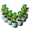 Pack of 20 Fiddle Fig Gift Set