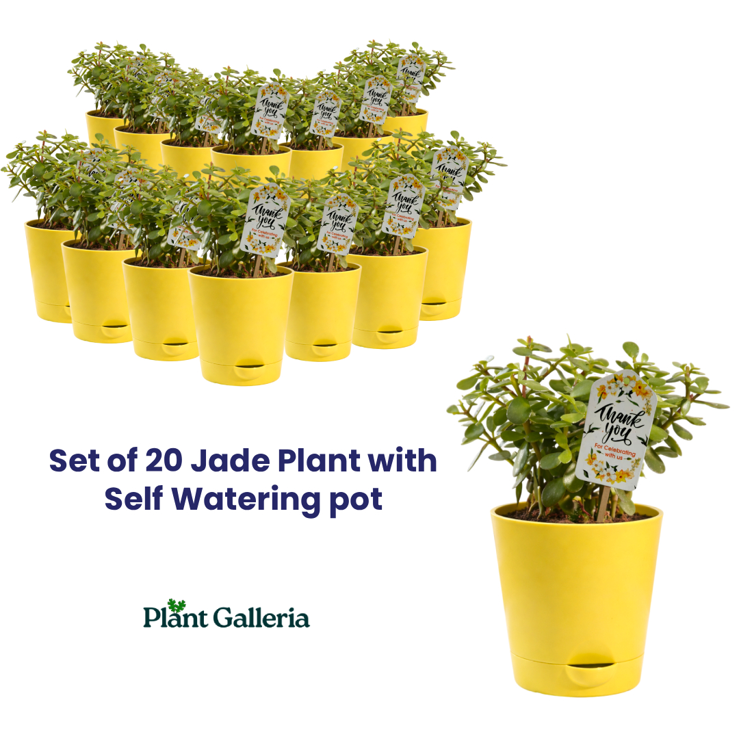 Plants for Gifting, Jade Plant, Feng Shui Plant, Plants for return gift, Plants for bulk gifting, Plants for corporate gifting, Jade plant in self watering pot, Jade Plant gift