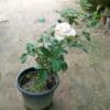 Gulab/ Rose Nursery Pot - Image 2