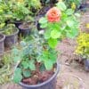 Gulab/ Rose Nursery Pot - Image 3