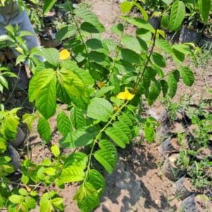 Rangoon Creeper, Madhumalti