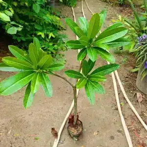 champa Flower plant Plumeria plant