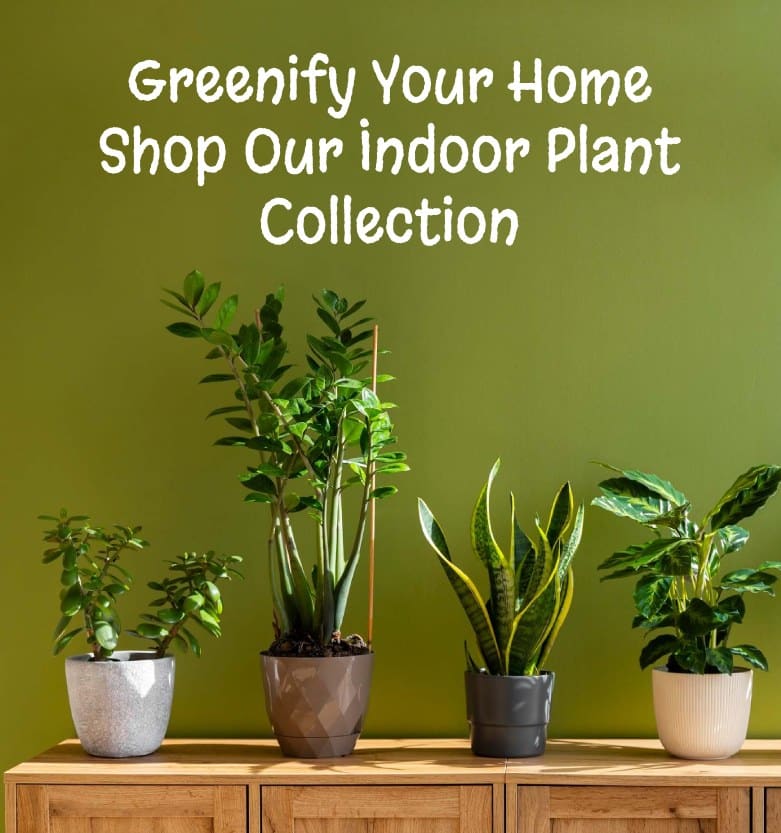 Indoor Plants - Plant Galleria- Bring Home Some Green Love