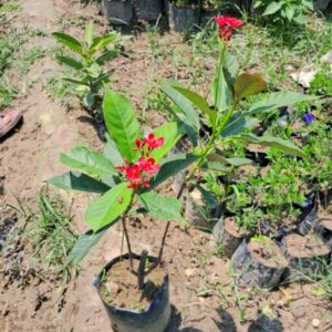 Jatropha plant