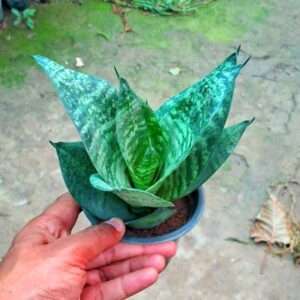 Snake Plant, Dwarf Snake plant, Green Snake Plant