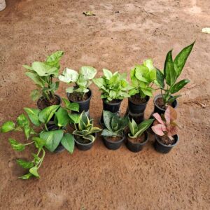 set of 10 indoor plant