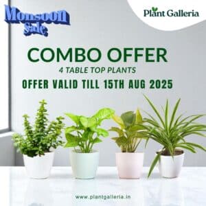 Table Top Indoor Plants