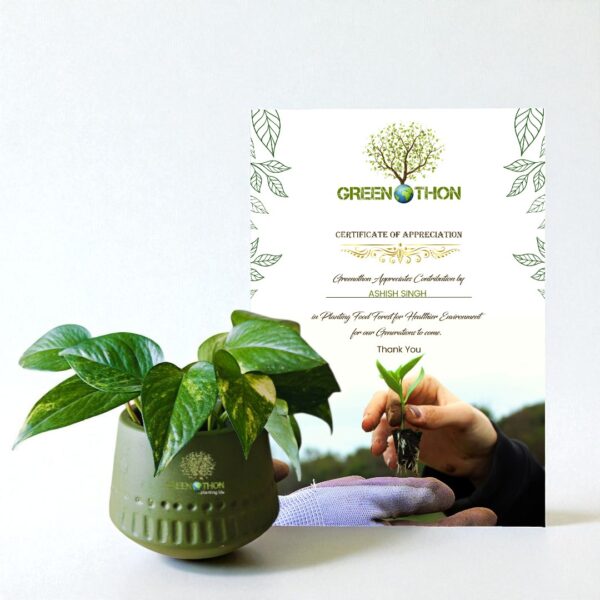Terracotta pot with money plant