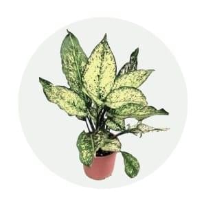 Aglaonema Snow White