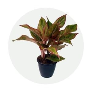 Pink Aglaonema- Indoor Plant