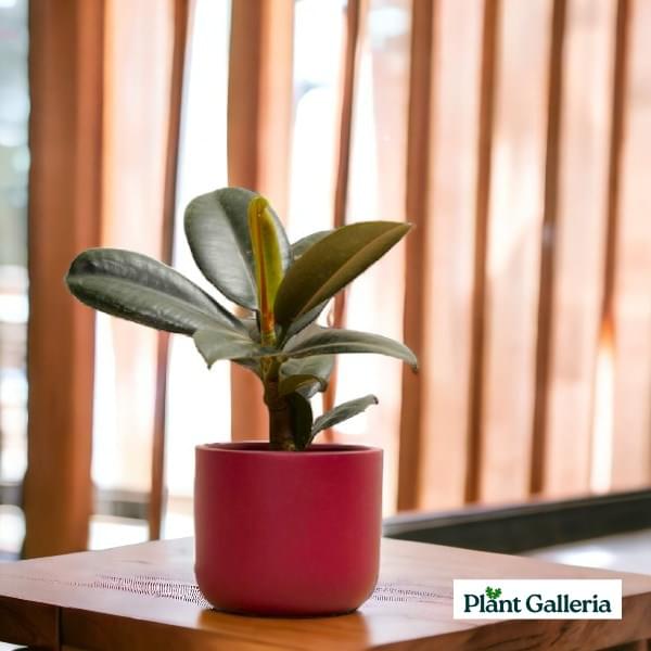 Terracotta Pot with Rubber Plant - Return Gift - With Gift Bag