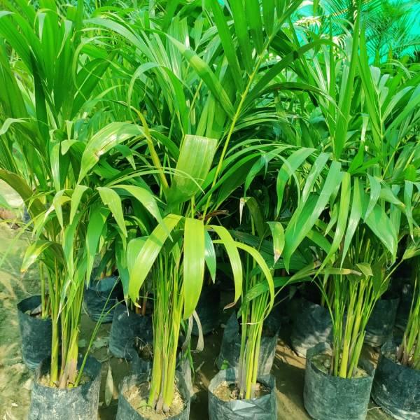 Areca Palm Medium