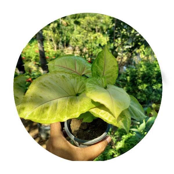 Neon Syngonium- Indoor Plant