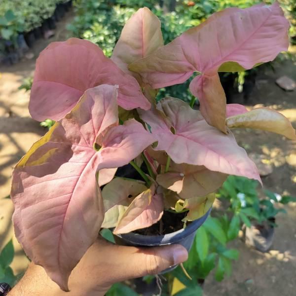 Pink Syngonium- Indoor Plant