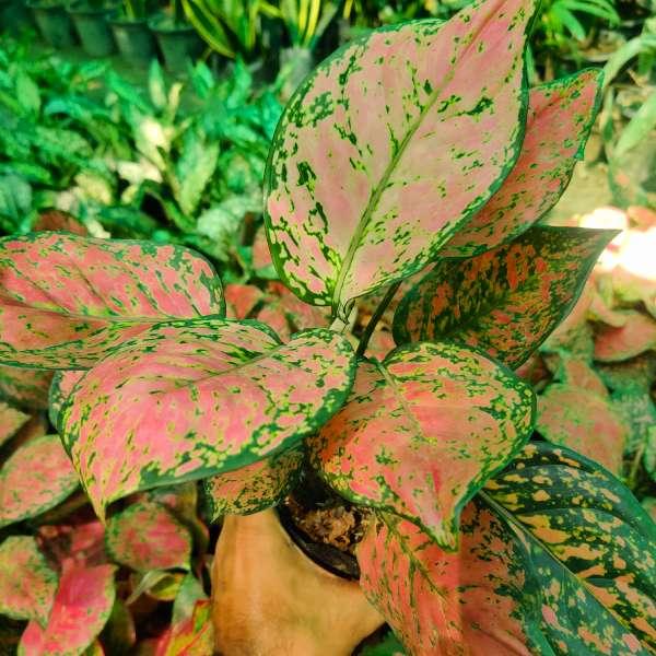 Aglaonema Red
