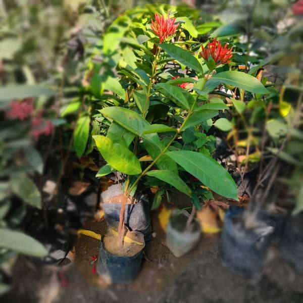 Ixora