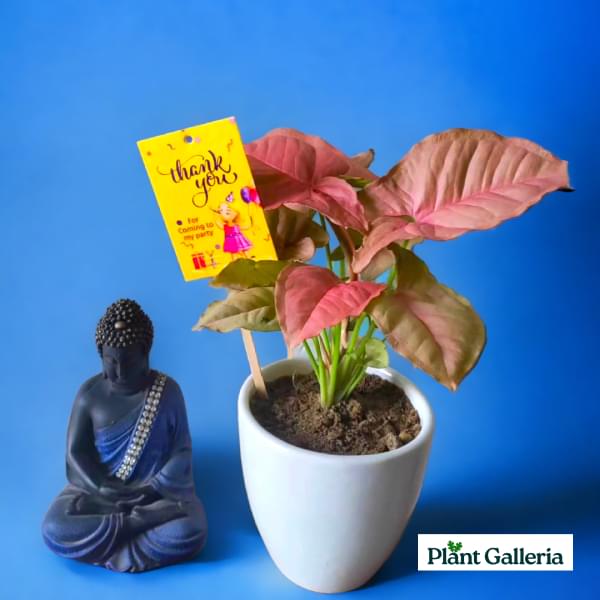 Classic White Plant Set- Return Gift
