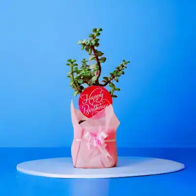 Plants for Gifting